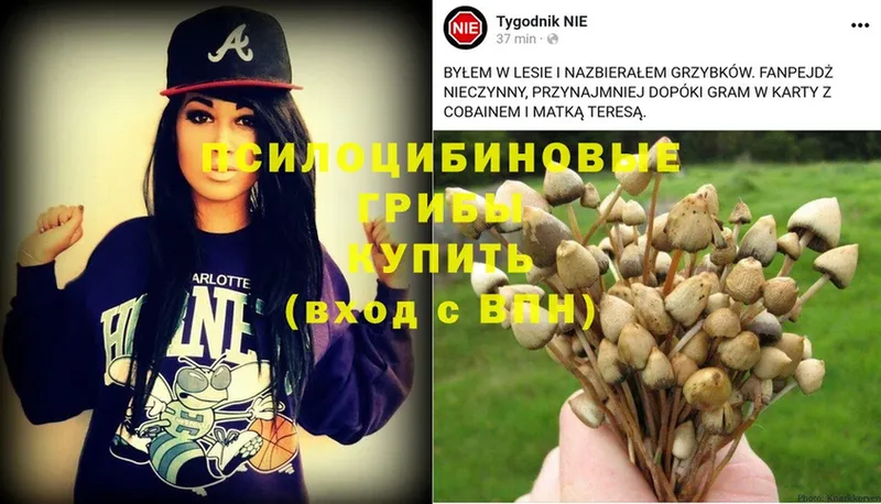 Галлюциногенные грибы Psilocybe  дарнет шоп  OMG ТОР  Алексеевка 